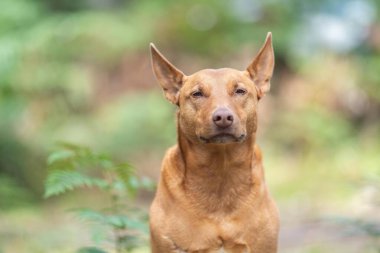 Kelpie köpeği koyun çiftliğinde çalışıyor. Örnek köpek. güzel