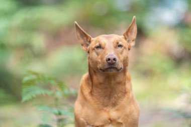 Kelpie köpeği koyun çiftliğinde çalışıyor. Örnek köpek. güzel