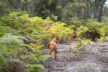 Çalışan kelpie köpeği çiftlikte çimlerde oturuyor. 