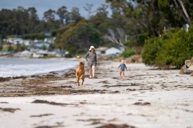 Kelpie, NSW Plaj Parkı 'nda Tenis Topu kovalıyor