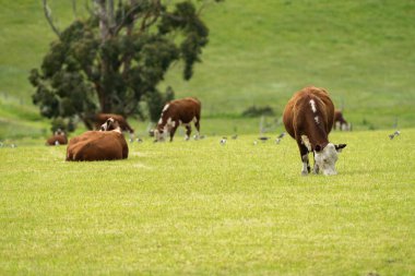 Avustralya 'da inekler ve sığırlar otluyor