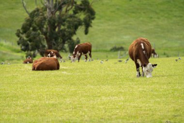 Yenilenebilir tarım alanındaki bir tarlada Hereford inekleri