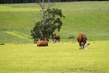 Avustralya 'da bir otlakta çimlerde otlayan inekler.