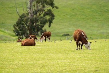 Avustralya 'da bir otlakta çimlerde otlayan inekler.