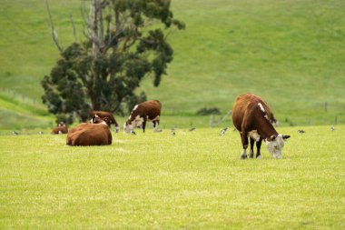 Yenilenebilir tarım alanındaki bir tarlada Hereford inekleri