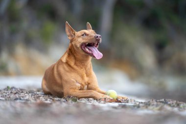 Yazın gölgede sahilde oturan kelpie köpeğinin portresi.