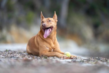 Kelpie köpek yazın Avustralya 'da bir parkta çalılıkta