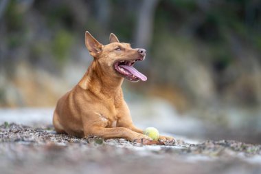 Yazın gölgede sahilde oturan kelpie köpeğinin portresi.