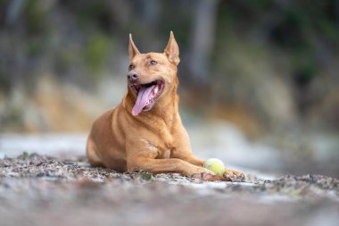 Kelpie köpek yazın Avustralya 'da bir parkta çalılıkta
