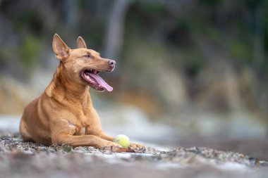 Kelpie köpek yazın Avustralya 'da bir parkta çalılıkta