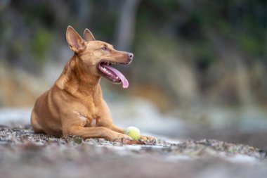 Yazın gölgede sahilde oturan kelpie köpeğinin portresi.