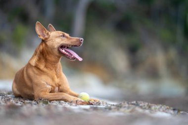 Yazın gölgede sahilde oturan kelpie köpeğinin portresi.