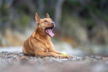 Yazın gölgede sahilde oturan kelpie köpeğinin portresi.