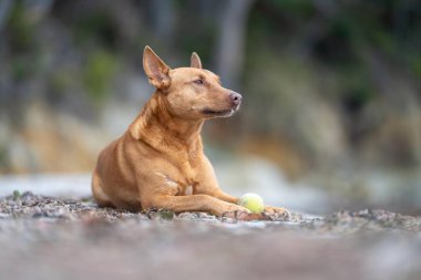 Yazın gölgede sahilde oturan kelpie köpeğinin portresi.