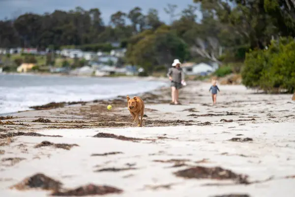 Kelpie, NSW Plaj Parkı 'nda Tenis Topu kovalıyor