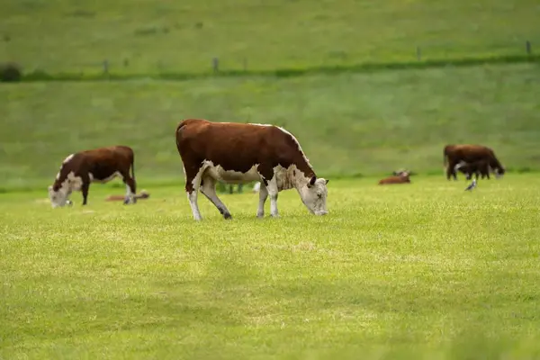 Hereford cows in a field on a regenerative agriculture field