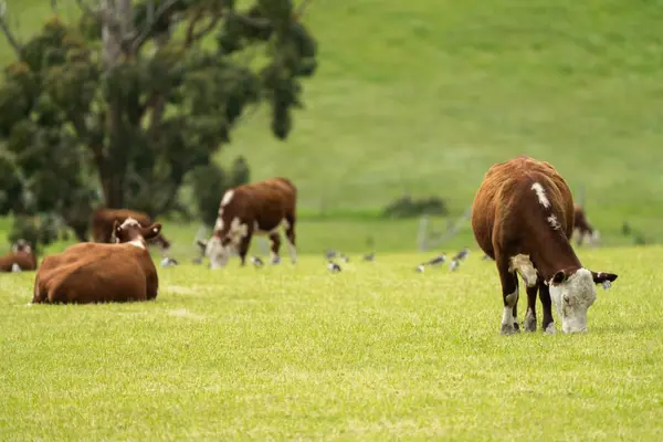Hereford cows in a field on a regenerative agriculture field