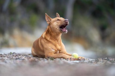 Kelpie köpek yazın Avustralya 'da bir parkta çalılıkta