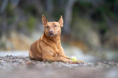 Kelpie köpek yazın Avustralya 'da bir parkta çalılıkta
