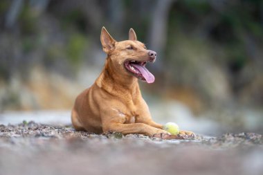 Kelpie köpek yazın Avustralya 'da bir parkta çalılıkta