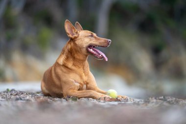 Kelpie köpek yazın Avustralya 'da bir parkta çalılıkta
