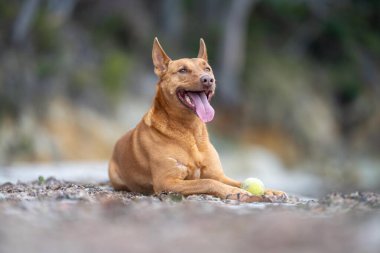 Yazın gölgede sahilde oturan kelpie köpeğinin portresi.