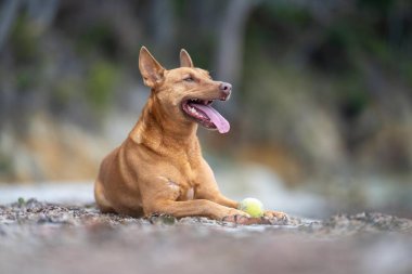Kelpie köpek yazın Avustralya 'da bir parkta çalılıkta