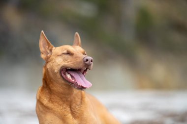 Yazın gölgede sahilde oturan kelpie köpeğinin portresi.