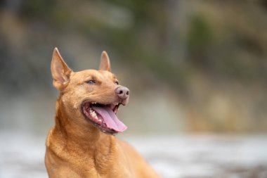 Yazın gölgede sahilde oturan kelpie köpeğinin portresi.