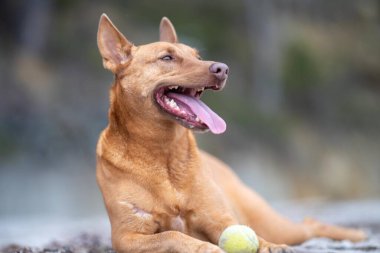 Kelpie köpek yazın Avustralya 'da bir parkta çalılıkta