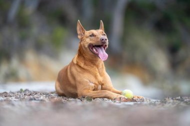 Yazın gölgede sahilde oturan kelpie köpeğinin portresi.