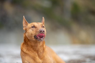 Kelpie köpek yazın Avustralya 'da bir parkta çalılıkta