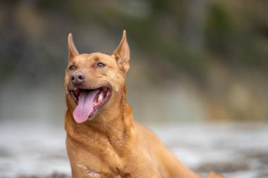 Yazın gölgede sahilde oturan kelpie köpeğinin portresi.