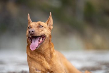 Yazın gölgede sahilde oturan kelpie köpeğinin portresi.