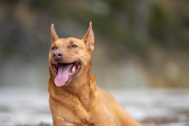 Kelpie köpek yazın Avustralya 'da bir parkta çalılıkta