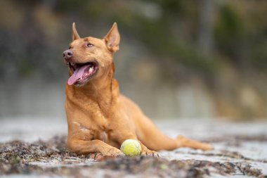 Yazın gölgede sahilde oturan kelpie köpeğinin portresi.