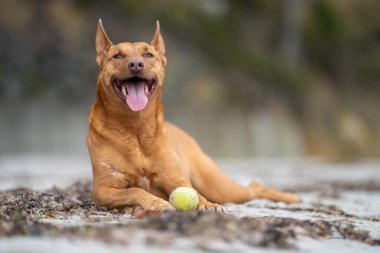 Kelpie köpek yazın Avustralya 'da bir parkta çalılıkta