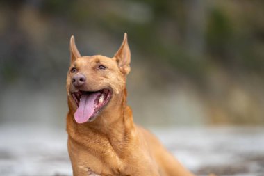 Kelpie köpek yazın Avustralya 'da bir parkta çalılıkta