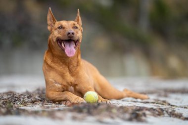 Yazın gölgede sahilde oturan kelpie köpeğinin portresi.