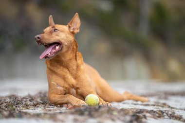 Yazın gölgede sahilde oturan kelpie köpeğinin portresi.