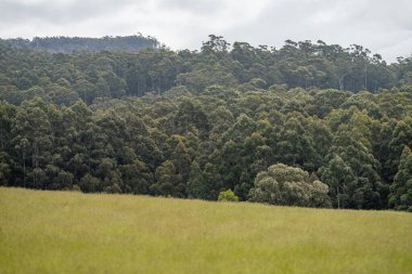 Ağaçların çiftliğinde, bir orman çiftliğinde, çalılıklarda...