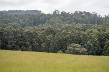Ağaçların çiftliğinde, bir orman çiftliğinde, çalılıklarda...