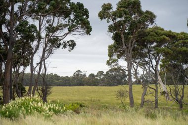 İlkbaharda otlaklarla birlikte Avustralya tarım arazisi
