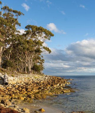 Tarlada çiftçi. Ekin tarlasında tarım. Tahıl ve tahıl yetiştiriyor.
