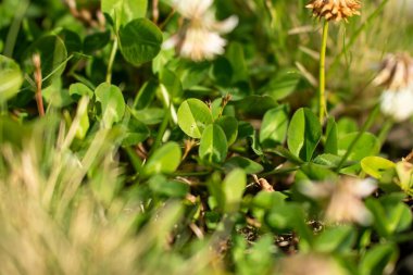Yenilenebilir bir çiftlikte çayırlar ve otlar. yerel bitkiler karbon depoluyor