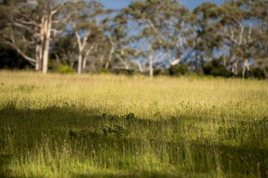 Yenilenebilir bir çiftlikte çayırlar ve otlar. yerel bitkiler karbon depoluyor