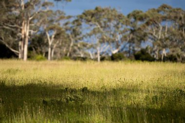 Yenileyici organik çiftçi, toprak örnekleri alıyor ve bir çiftlikteki bitkilere bakıyor. İlkbaharda sürdürülebilir tarım uygulaması