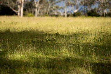 toprak bilimci çiftçi baharda bir tarlada toprak örneklerine ve çimenlere bakıyor. İlkbaharda bitkilerin ve toprak sağlığının büyümesine bakmak