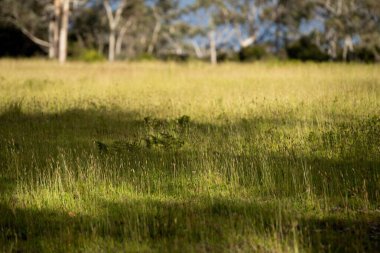 Çiftçi tarlada toprak ve bitki örneği üzerinde çalışıyor. İlkbaharda mantar arayan bir bilim adamı