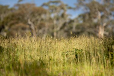 Tarım işindeki çiftçi bir çiftlikteki toprak örneğine bakıyor. .